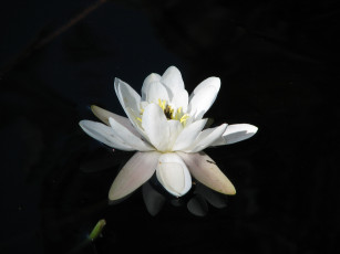 Картинка цветы лилии водяные нимфеи кувшинки лотос