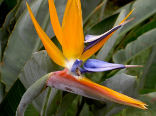 Картинка цветы стрелиция райская птица цветок