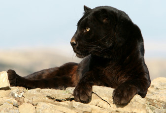 Картинка животные пантеры хищник черный грация