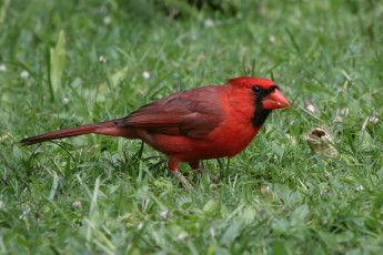 Картинка животные кардиналы птичка