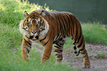 Картинка животные тигры пасть грозный