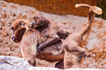 Картинка животные обезьяны макаки хвосты