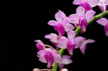 Картинка цветы орхидеи ветка розовый