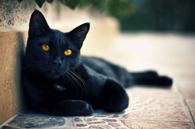 Обои картинки фото животные, коты, чёрный, кот