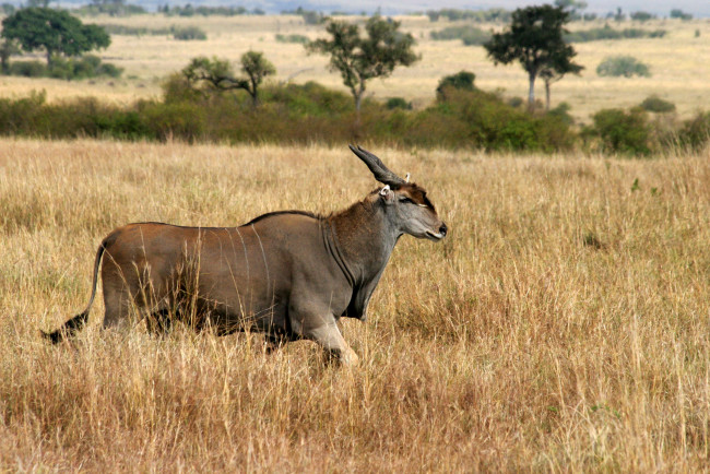 Обои картинки фото животные, антилопы, антилопа