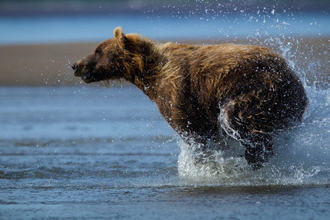 Обои картинки фото животные, медведи, вода, брызги, топтыгин