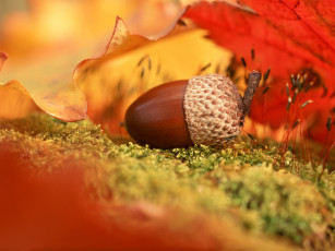 Картинка природа шишки жёлуди каштаны листья желудь