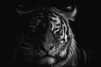 Картинка животные тигры эффектно портрет