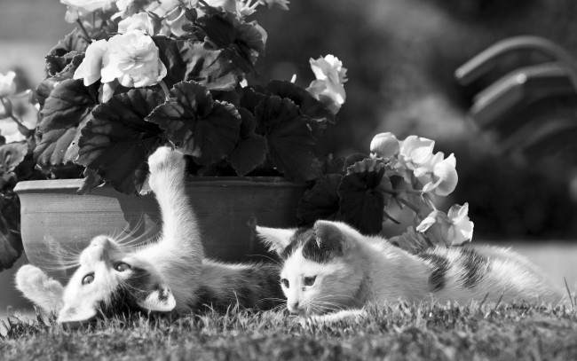 Обои картинки фото животные, коты, листья, цветы, горшок