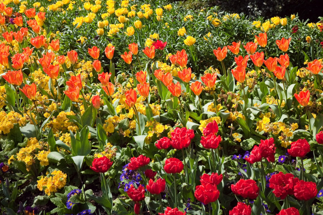 Обои картинки фото цветы, разные, вместе, сад, нарциссы, тюльпаны