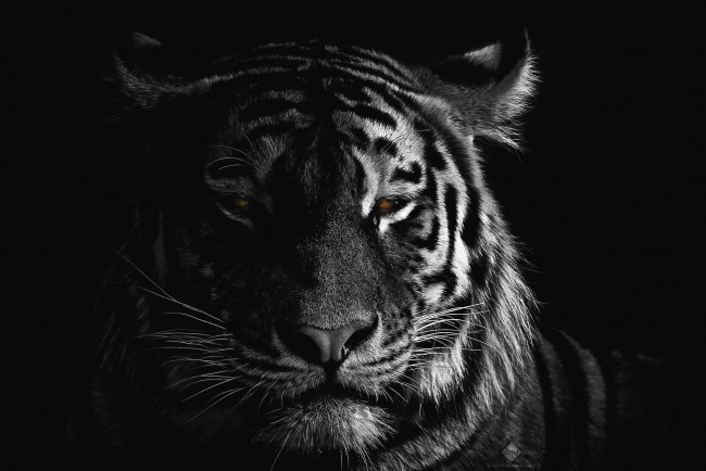 Обои картинки фото животные, тигры, эффектно, портрет