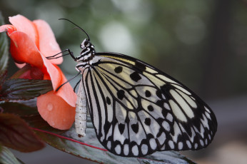 Картинка животные бабочки цветы усики крылья макро бабочка bob decker