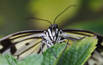 Картинка животные бабочки усики портрет крылья макро бабочка bob decker