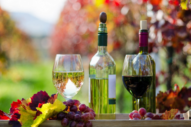 Обои картинки фото еда, напитки,  вино, вино, бокал, виноград, виноградники