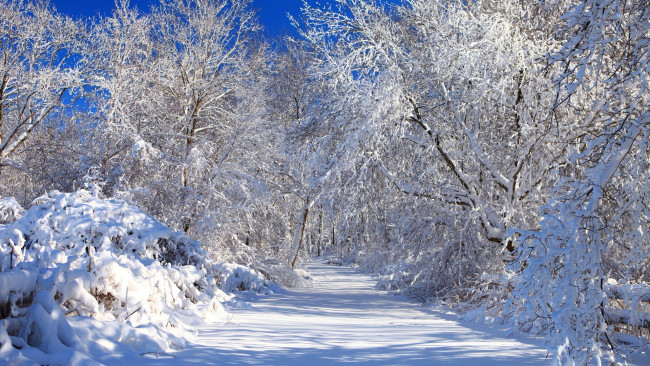 Обои картинки фото природа, парк, деревья, снег