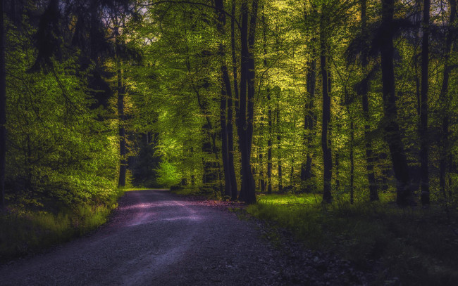 Обои картинки фото природа, дороги, деревья, лес