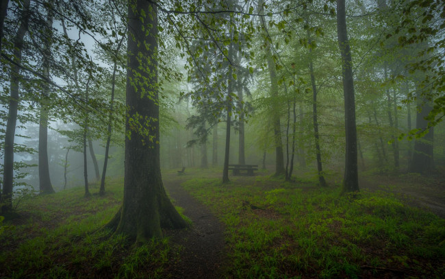 Обои картинки фото природа, лес, пейзаж, туман, деревья, парк