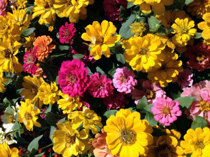 Картинка цветы цинния разноцветный
