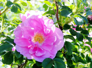 Картинка цветы шиповник розовый