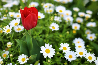 Картинка тюльпаны цветы разные+вместе ромашки тюльпан макро