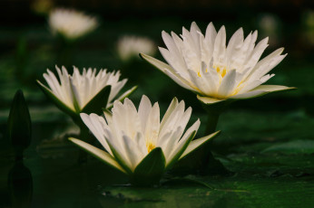 Картинка цветы лилии+водяные +нимфеи +кувшинки белые лилии вода листья