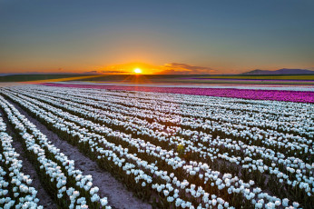 Картинка пейзаж +цветы цветы тюльпаны природа поле