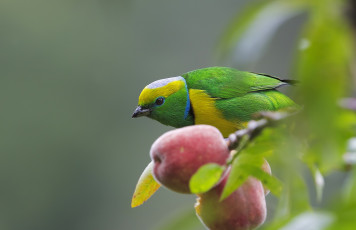 Картинка животные птицы плод ветки дерево птица