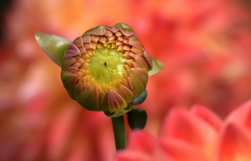 Картинка цветы георгины цветок георгин бутон