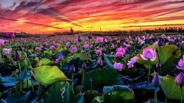 Картинка цветы лотосы закат