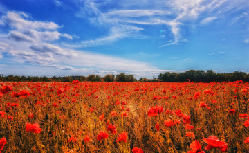 Картинка цветы маки лето небо облака маковое поле красные мак синева
