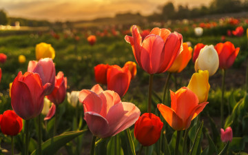 Картинка цветы тюльпаны поляна бутоны весна красные природа фон желтые тюльпановое поле боке