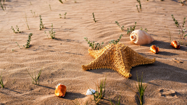 Обои картинки фото разное, ракушки,  кораллы,  декоративные и spa-камни, звезда, песок