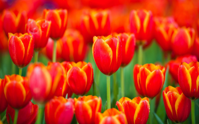 Обои картинки фото цветы, тюльпаны, красные, поле