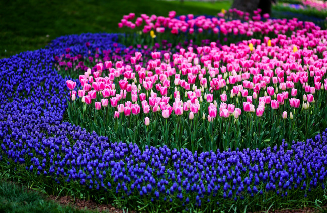Обои картинки фото тюльпаны, цветы, разные вместе, клумба, природа