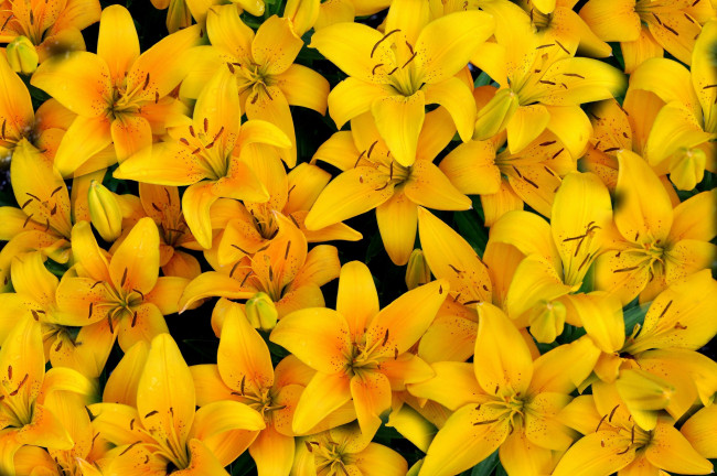 Обои картинки фото цветы, лилии,  лилейники, лепестки, желтый