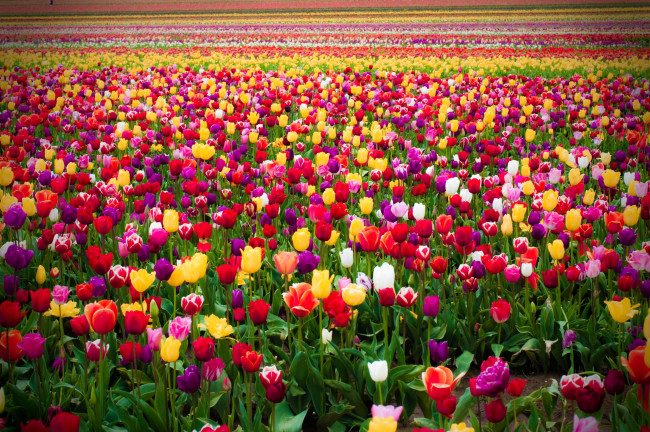 Обои картинки фото цветы, тюльпаны, ряды, поле