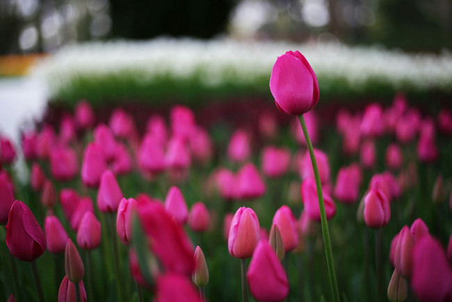 Обои картинки фото тюльпаны, цветы, природа