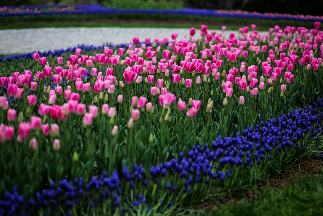 Обои картинки фото тюльпаны, цветы, разные вместе, клумба, природа