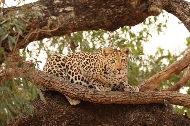 Обои картинки фото животные, леопарды, природа, кошка, охота, леопард, хищник, дерево