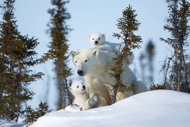 Обои картинки фото животные, медведи, материнство, медведица, белые, зима, снег, медвежата, полярные