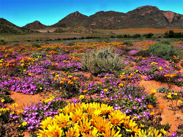 Обои картинки фото namaqua national park, south africa, природа, луга, namaqua, national, park, south, africa