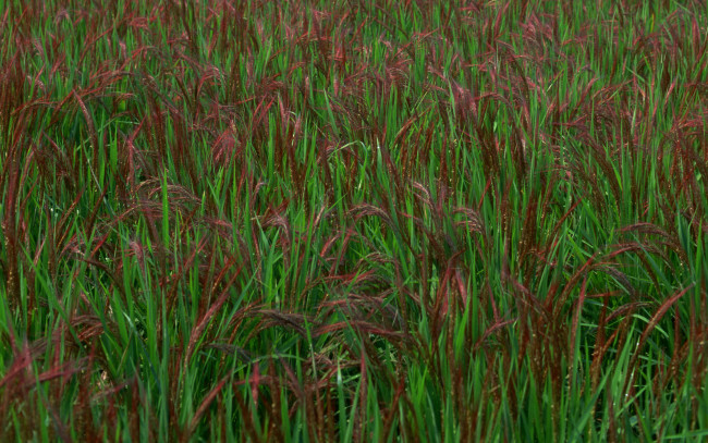 Обои картинки фото природа, поля, поле, рис