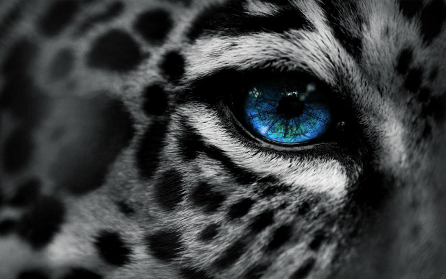 Обои картинки фото разное, глаза, леопард, голубые глаза