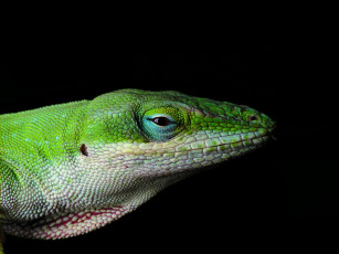 Картинка lizard животные Ящерицы игуаны вараны ящерица зеленая голова глаза