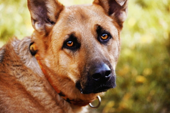 Картинка животные собаки глаза взгляд собака
