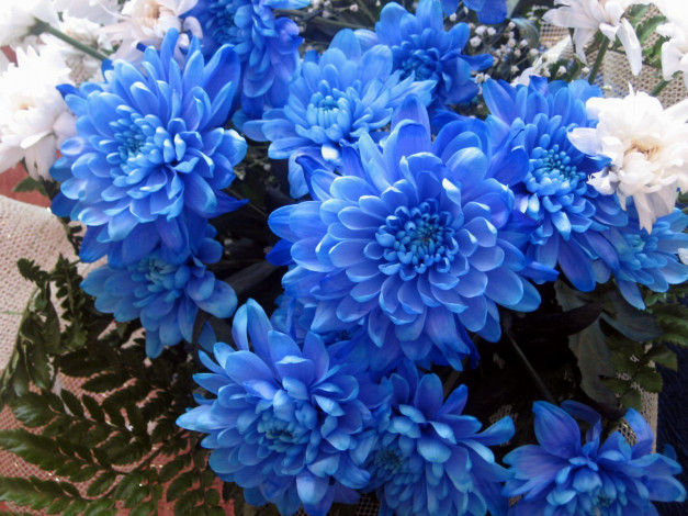 Обои картинки фото цветы, хризантемы, букет, голубые