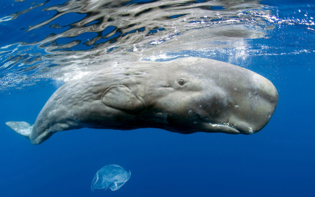 Обои картинки фото кашалот, животные, киты, кашалоты, кит, океан, подводный, мир