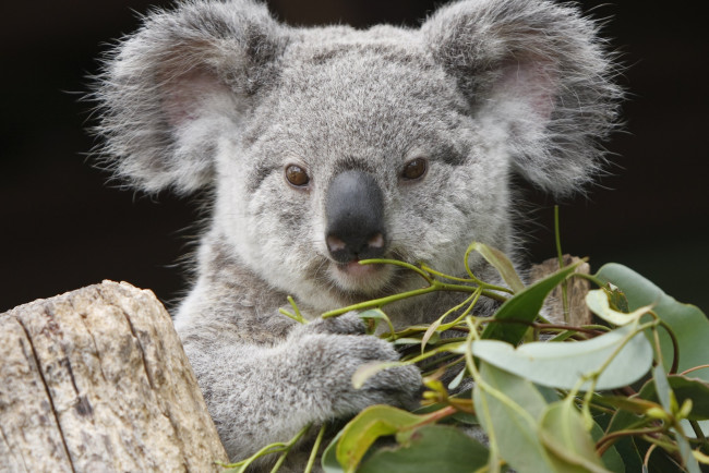 Обои картинки фото животные, коалы, медвежонок, эвкалипт, листья, коала