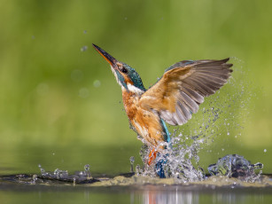 Картинка животные зимородки вода брызги взлёт птица