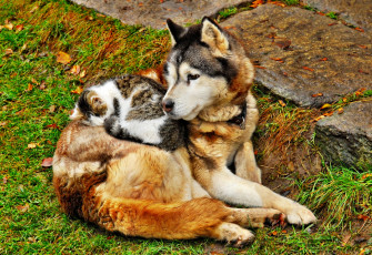 Картинка животные разные вместе собака кошка друзья